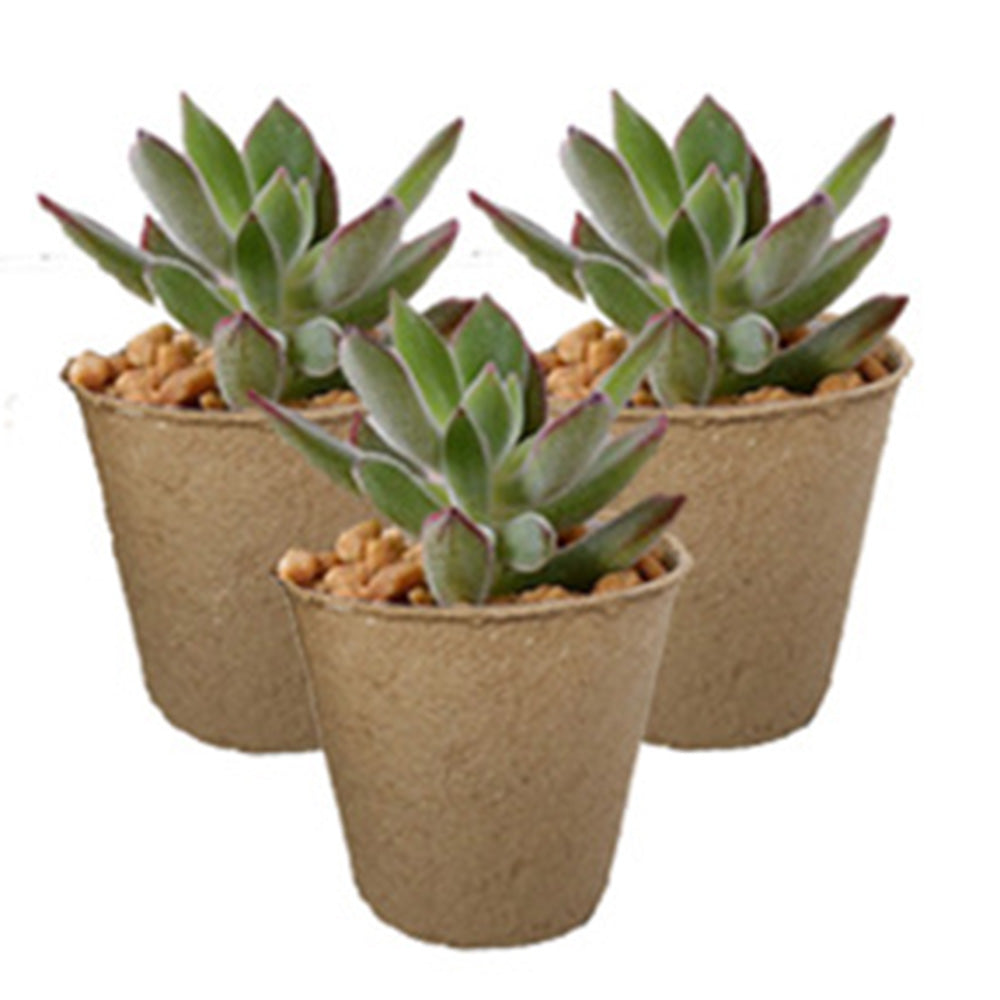 Garden Eco Paper Cups: 50pcs Breathable Planting Tray Bulk Pack