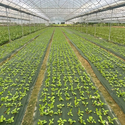 Pre-punched Holes Perforated Grass Proof Cloth Double Layer Breathable Permeable Weed Barrier Cloth Biodegradable
